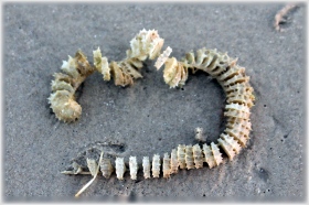 Mermaid's Necklace: these rounded capsules are joined to form a paper-like chain containing whelk eggs. After laying their egg cases, the female whelk will bury one end of the egg case into the substrate, providing an anchor for the developing fertilized eggs and preventing the string of egg cases from washing ashore where it would dehydrate.