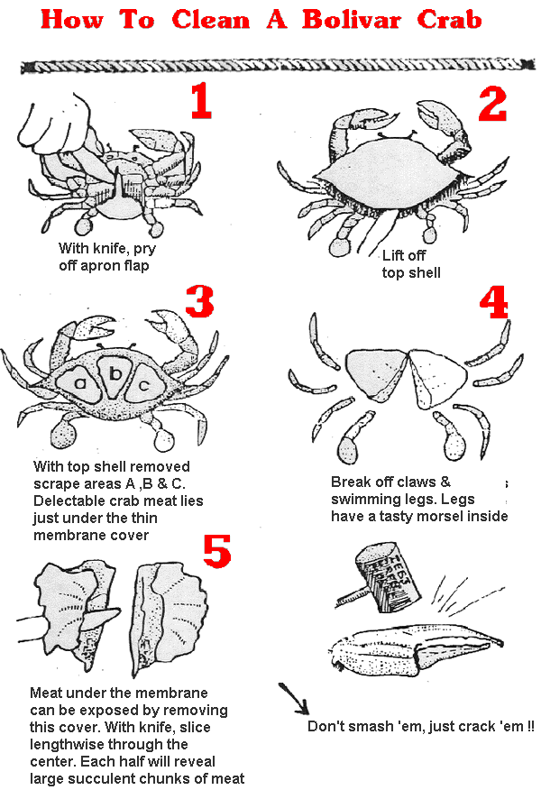 How to clean a crab