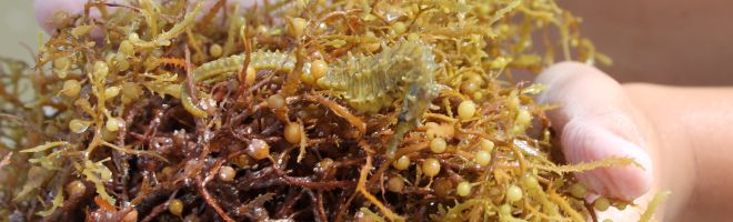 Seahorse found by Grant Carnell in a clump of Sargassum weed.