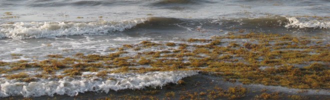 Large drifts of Sargassum weed are seen floating in the surf on Bolivar Peninsula.