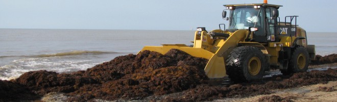 Heavy equipment is used to gather the Sargassum weed from the shoreline and deposit it to help rebuild the sandy dunes.