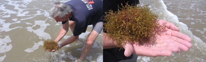 Small marine life can be found clinging to the Sargassum weed.