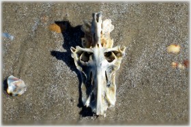 Commonly referred to as a crucifix fish, this is the dried skull bone of a sailcat (gafftop) catfish.