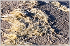 Sun-bleached segments of manatee grass. Manatee grass is a marine seagrass that grows in the gulf. Manatee grass often breaks apart into segments during rough weather and washes up on the beach.