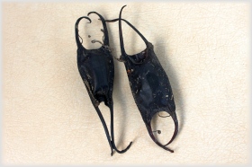 Mermaid's Purse: a casing that surrounds the fertilized eggs of skates (looks similar to a small stingray). The egg cases that wash up on beaches are usually empty, the young fish having already hatched out.